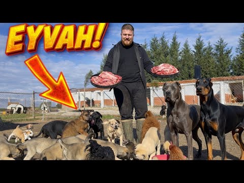 25 Yavru Köpeği Serbest Bıraktım! ZİYAFET KAOSA DÖNDÜ! 😱
