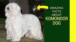 Komondor Dog facts Amazing facts about