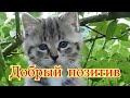 Смешное про животных|Приколы с котами| Видео про котов| Кошки|Позитив|Создай себе хорошее настроение