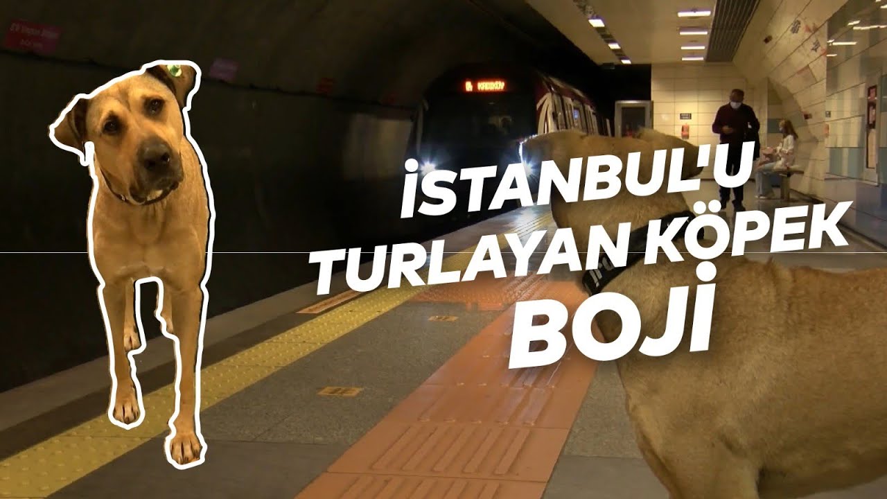 karsinizda istanbul u turlayan kopek boji youtube