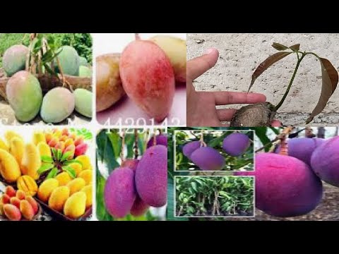 How to grow mango seed technique | best method growing mango #planting #agriculture