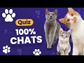Quiz spcial chats   24 questions 100 minous