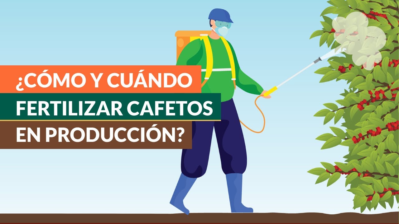 Recomendaciones sobre Nutrición del Café en etapa productiva