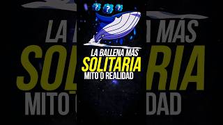La Ballena Más Solitaria De La Historia La Leyenda