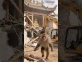 Animals Unleashing Their Hidden Talents on Douyin