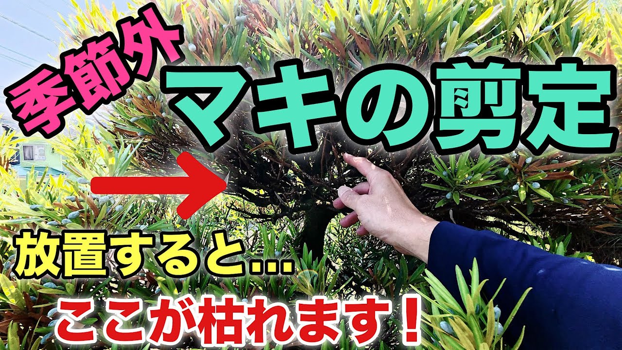 【まだ間に合う！】マキの枝を伸ばしたままにすると内部が枯れてしまい、取り返しがつかなくなることに／適期でなくてもマキを整えるべき理由と安全な剪定のポイントを解説！