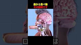 鼻から食べ物その説明です