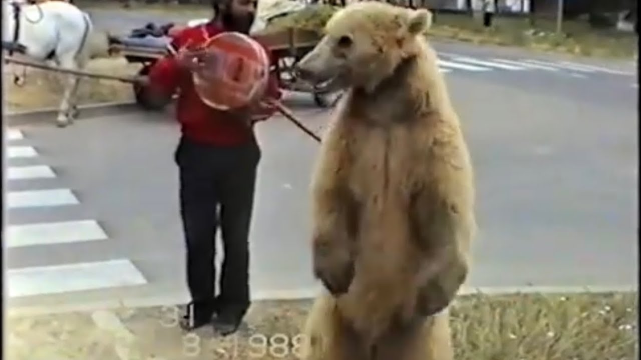 1988-08-05 Medved igra u Rumi