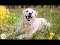 Music for dogs   calm your dog and help them have a sound sleep with this music