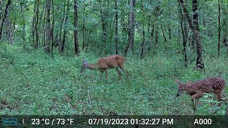 Summer deer with fawns and turkeys with poults
