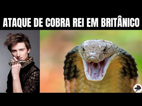 O Ataque de Cobra Rei que quase matou Britânico | Biólogo Henrique o Biólogo das Cobras