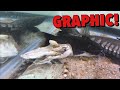 Gulper catfish devours 12 inch tiger shovel nose stomach explodes
