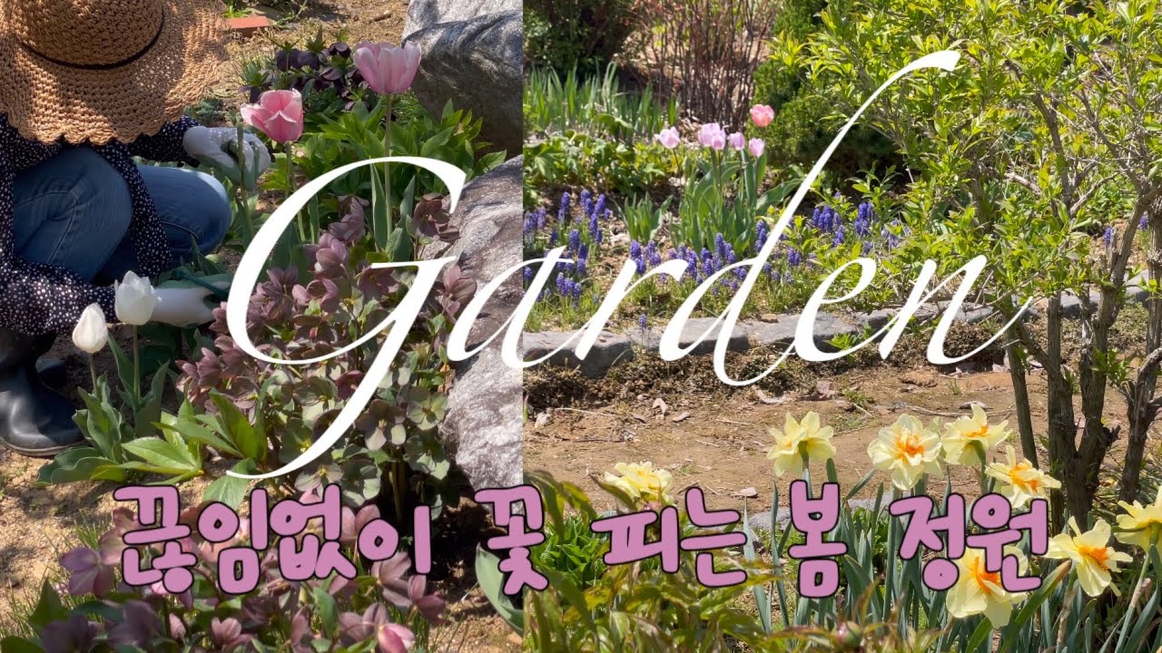 [Garden] 끊임없이 꽃 피는 봄 정원 만드는 법 🌷 | 가드닝, 정원 관리, 봄꽃/나무 추천