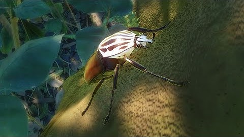 {PLANET ZOO} Goliath Beetle Exhibit Build