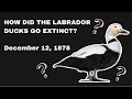 Labrador Duck - Recently Extinct Animals