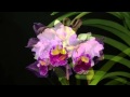 Richard Clayderman - Serenade  ( ORCHIDS )