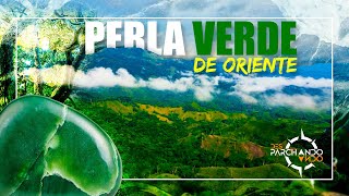 ARBOLES GIGANTES encontramos la PERLA VERDE del Oeste COLOMBIA