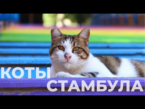 КОТЫ СТАМБУЛА. Котстантинополь - город котов. Почему их здесь так любят?