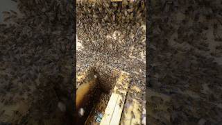 This Wild Swarm is Huge! #bees #beeswarm