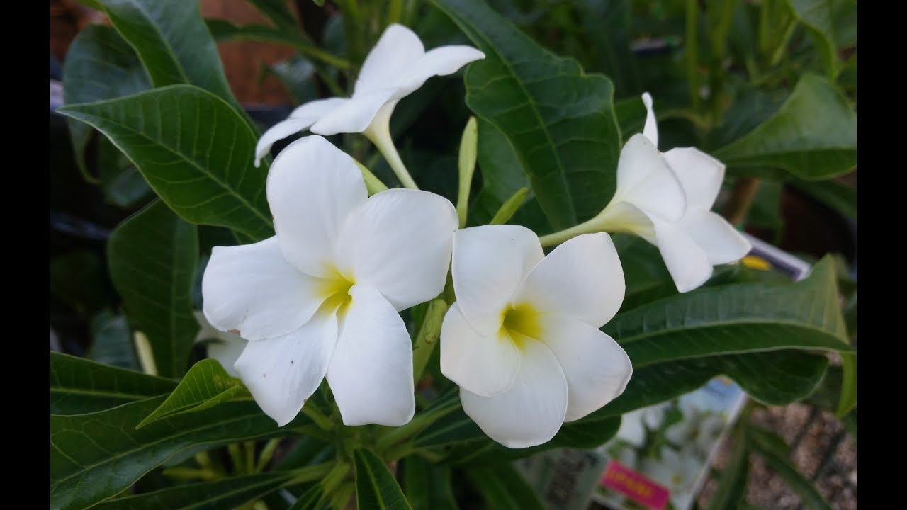 Champa Flower In Hindi Wikipedia Best Flower Site