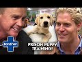 Prisoners Training Assistance Dogs Warms Our Heart 💙 | Bondi Vet