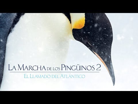 La Marcha de los Pingüinos 2 - El Llamado del Atlántico| De Disney Nature | Tráiler oficial