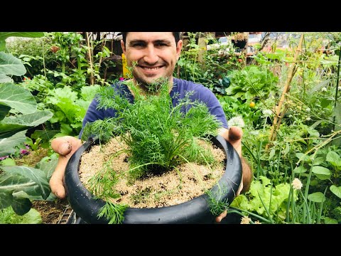 Vídeo: Camomila cultivada em recipiente: dicas para cultivar camomila em um vaso