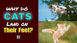 WHY DO CATS LAND ON THEIR FEET l V-43 by THE PAWS COLLECTOR 86 views 3 years ago 3 minutes, 6 seconds