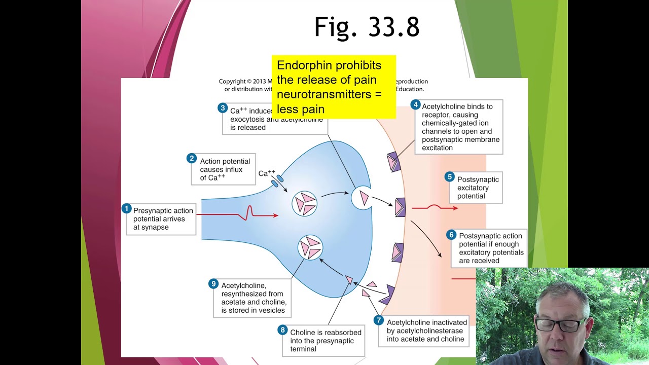 Zoology Lecture 27 - Nervous System 2 (neurotransmitters) - YouTube