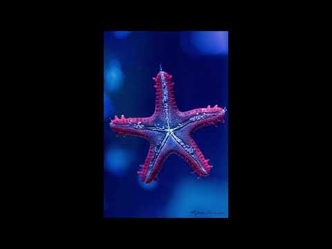 starfish or sea star.🐠❓⭐.🤔..everything you didn't know.......funfacts😊