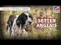 Le setter anglais un sportif idal  chassonscom x centrale canine