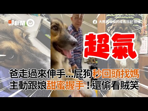 屁狗拒爸求握手！秒回頭找媽甜蜜握手 還偷看賊笑｜寵物｜狗｜米克斯