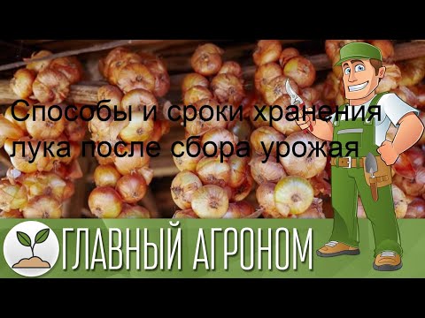 Способы и сроки хранения лука после сбора урожая