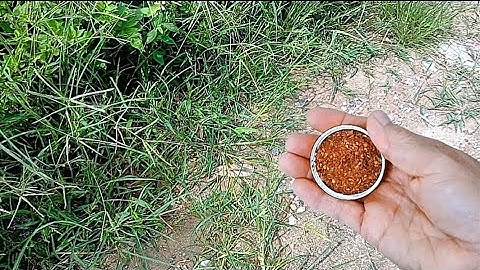 Một Muỗng Này Thôi Tiêu Diệt Tất Cả Loại Cỏ Dại Sau 2 Giờ /Không Cần Hóa Chất