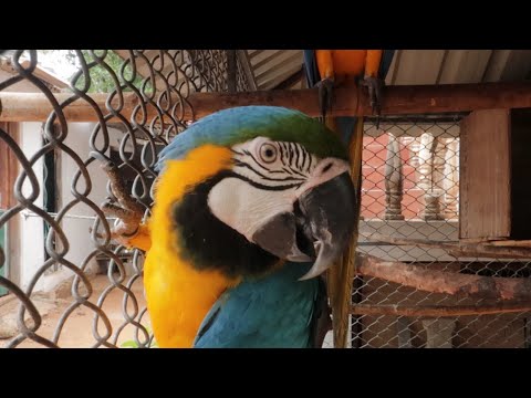 Talking blue gold macaw at Planet Earth Aquarium Mysore