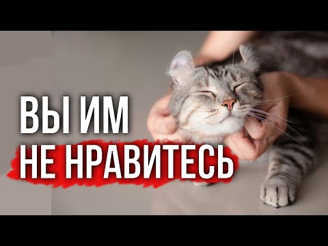 Видео: Язык тела кошек:  5 признаков того, что кошка вас недолюбливает