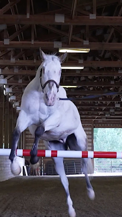 Highest free jump by a blind horse: 106 cm (3 ft 5.73 in) by Endo and owner Morgan Wagner #shorts