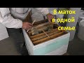 организую зимовку нескольких маток в одной семье