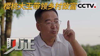 《见证》北京新发地樱桃大王 他与樱桃结下不解之缘 回乡带领村民种植樱桃脱贫致富 20221211 | CCTV社会与法