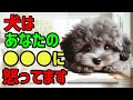 犬はあなたの●●に怒ってます 雑学 保護犬 熱中症 子犬 dog 犬のいる生活 豆知識
