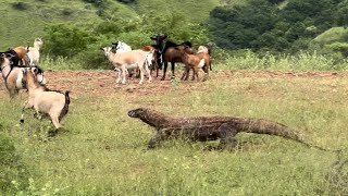 Brutal moment of Komodo chasing until it catches its prey