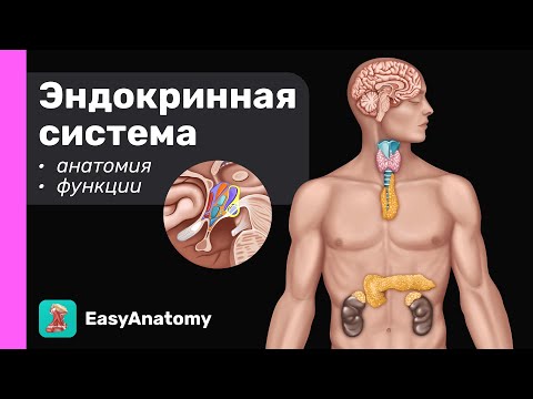 Эндокринная система: Введение. Анатомия и физиология | EasyAnatomy