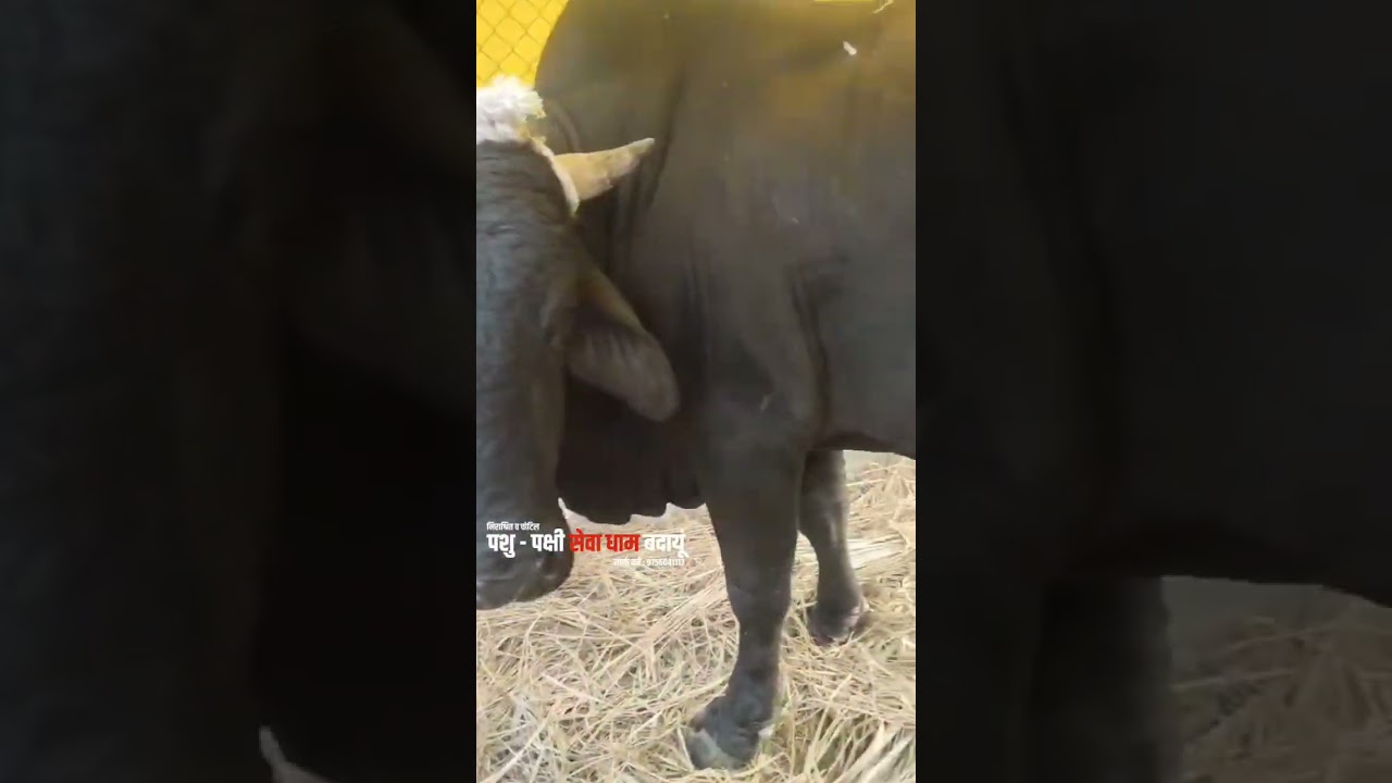 Injured Bull | Rescued | People For Animals