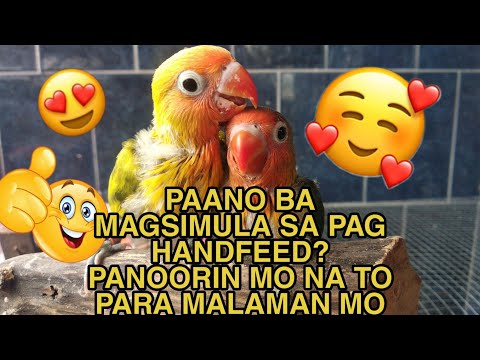 Video: Paano Magbigay Ng Tubig Sa Isang Loro