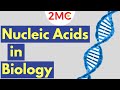 Nucleic Acids The Building Blocks of Life