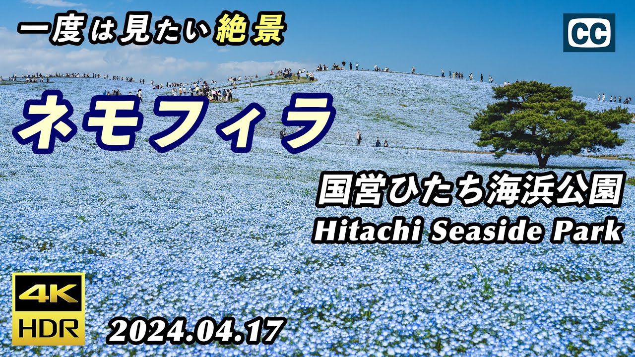 【ネモフィラ/国営ひたち海浜公園/4K HDR】一度は見たい一面青の絶景/Nemophila/Hitachi Seaside Park【茨城県ひたちなか市】