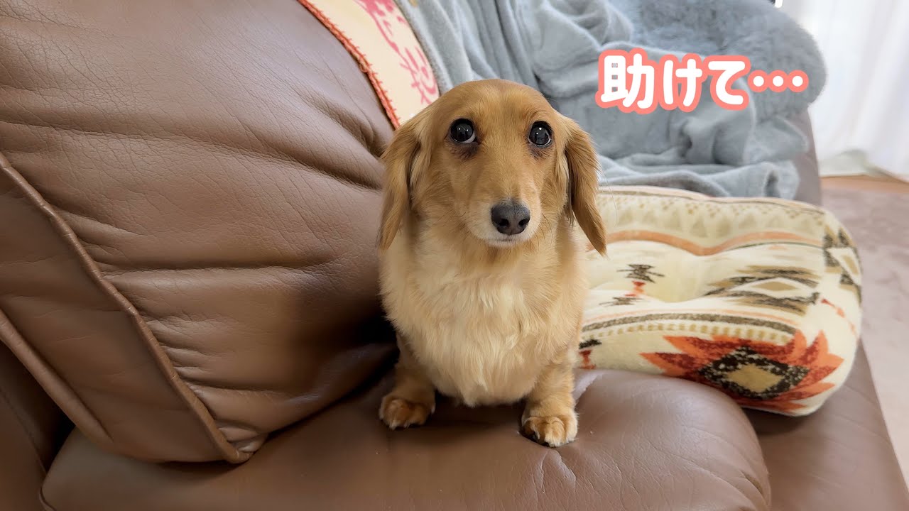 事件です！部屋に戻って来たら愛犬がソファの上から助けを求めていました💦