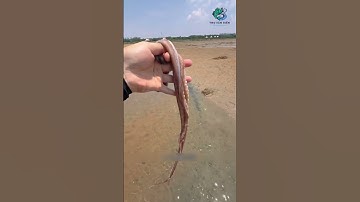 Con cá mú cuối video bự quá #haisan #fishing