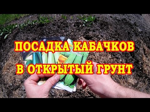 ПРОВЕРЕННЫЙ СПОСОБ. ПОСАДКА КАБАЧКОВ В ОТКРЫТЫЙ ГРУНТ