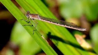 Лютки сибирские рыжие. Sympecma paedisca. Насекомые Беларуси.